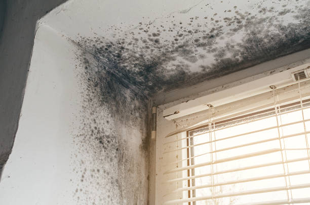 Trusted Mold Inspection service in Dover, NJ - Cheap Mold Removal