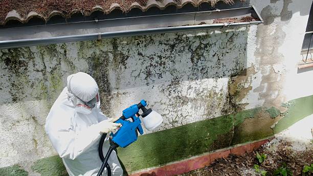 Trusted Attic Mold Removal service in Dover, NJ - Cheap Mold Removal